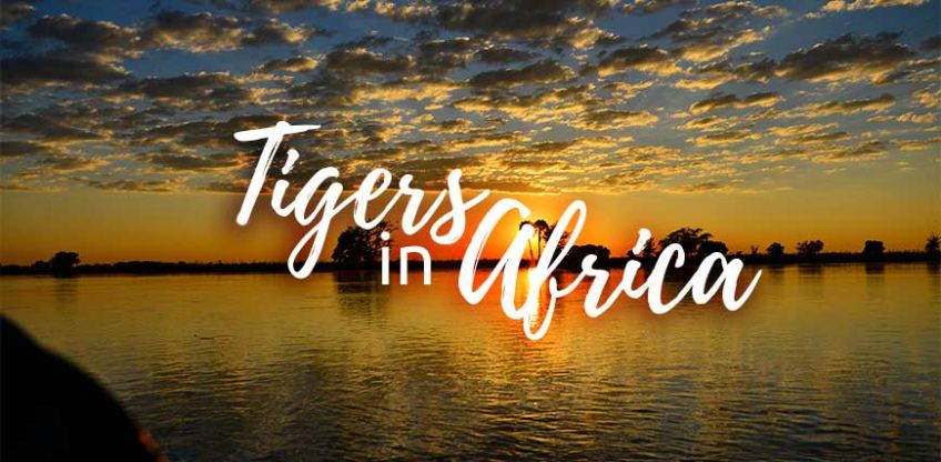 Tigers in Africa